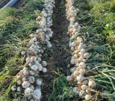 فروش بذرپیاز