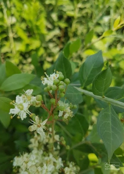 فروش حنا (گیاه‌ دارویی)