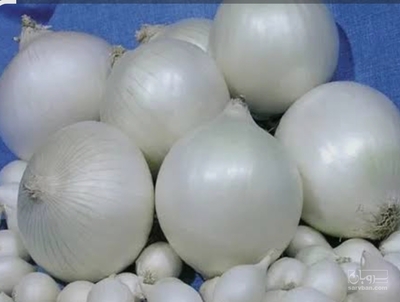 فروش پیازسفید