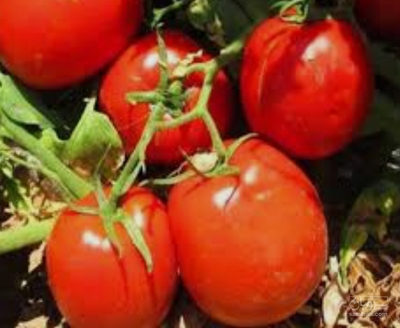 فروش گوجه فرنگی