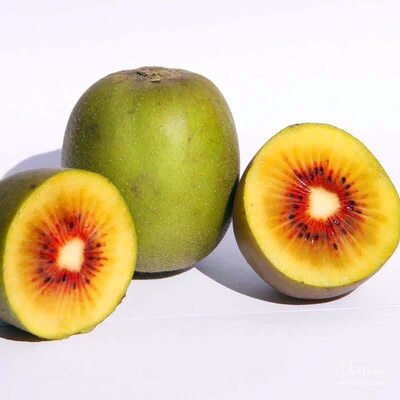 فروش کیوی توسرخ