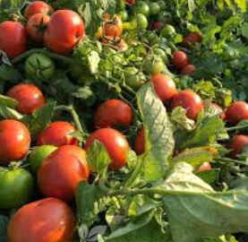 فروش گوجه فرنگی