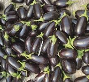 فروش بادمجان