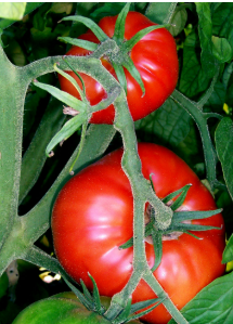 فروش گوجه فرنگی