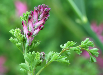 فروش شاه تره - شاتره (گیاه‌ دارویی)