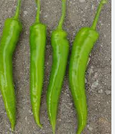 فروش فلفل سبز شمشیری