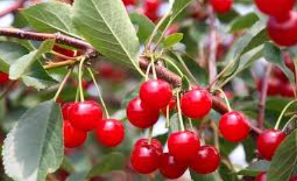 فروش آلبالو