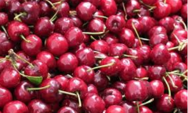 فروش آلبالو