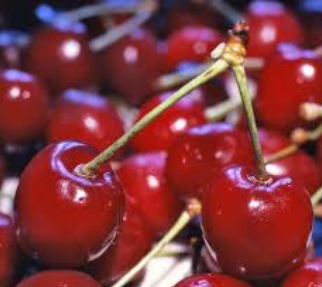 فروش آلبالو