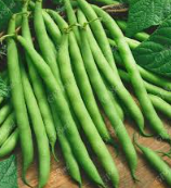 فروش لوبیا سبز