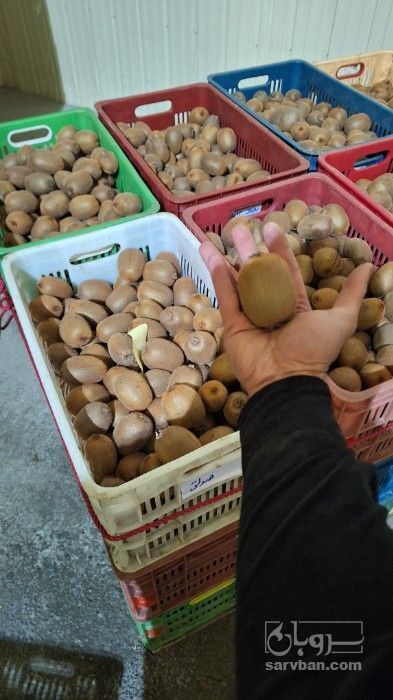 فروش کیوی‌هایوارد