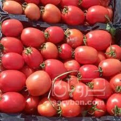 فروش گوجه فرنگی