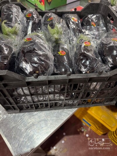 فروش بادمجان