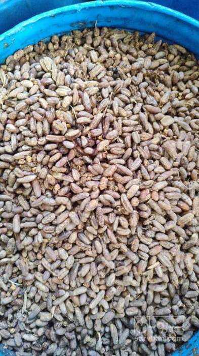 فروش هسته خرما