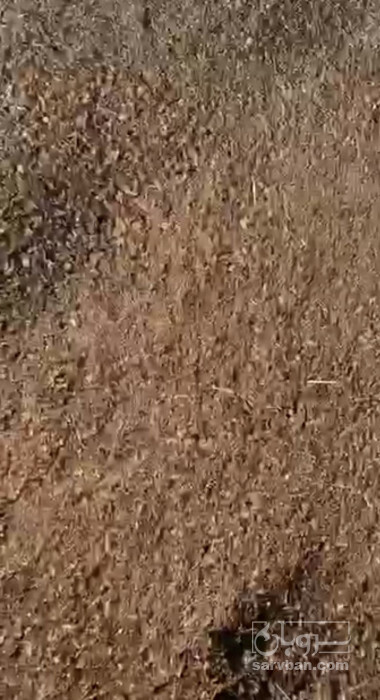 فروش تفاله خرما