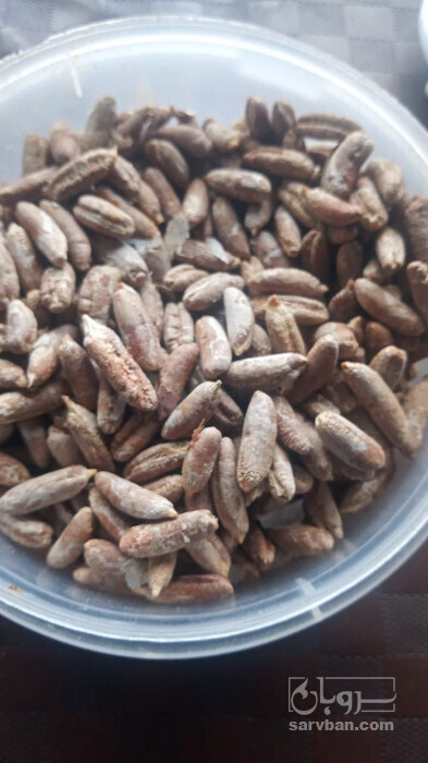 فروش  هسته خرما شسته شده