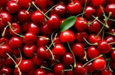 فروش آلبالو