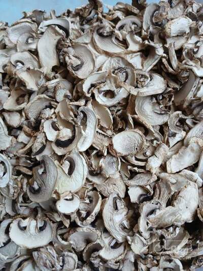 فروش قارچ خشک