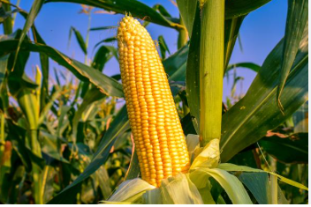 فروش ذرت علوفه ای