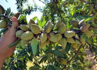 فروش نهال بادام