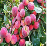 فروش نهال هلو