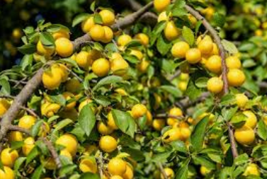 فروش نهال آلو زرد