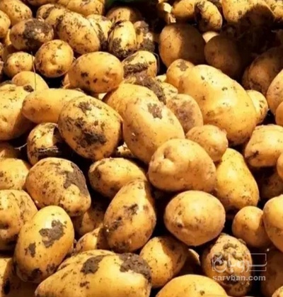 فروش سیب زمینی رانومی