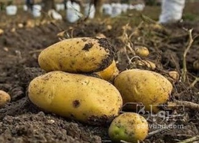 فروش سیب زمینی اسپریت