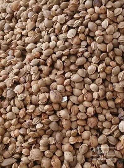 فروش هسته زردآلو شیرین