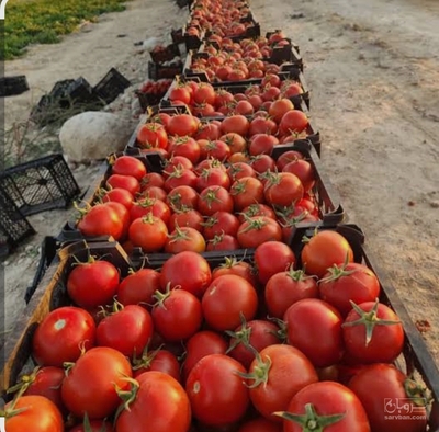 فروش گوجه فرنگی