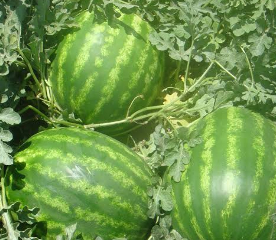 فروش هندوانه