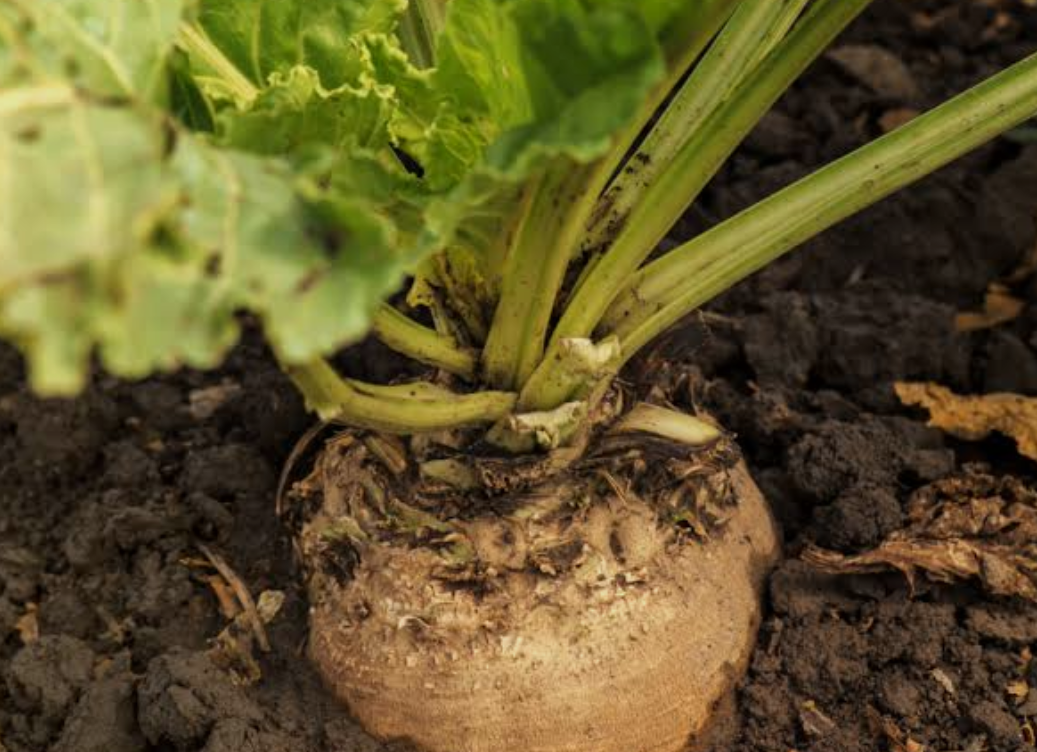 فروش چغندر قند