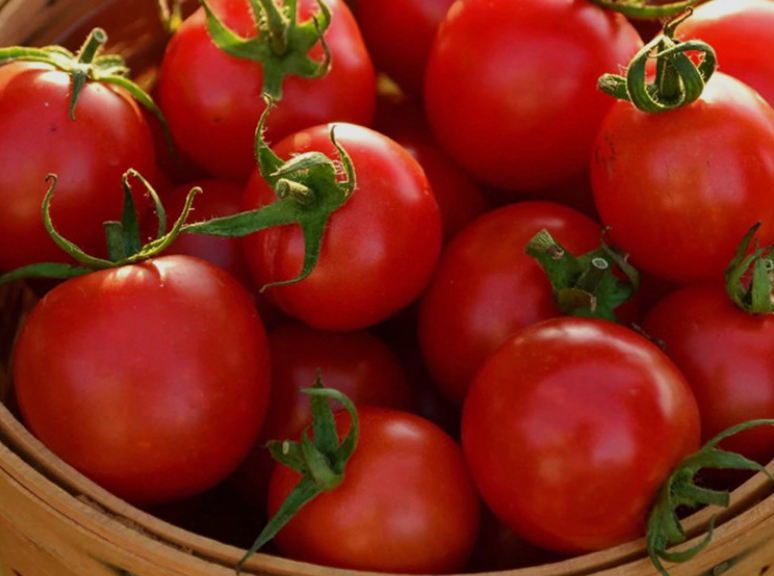 فروش گوجه فرنگی