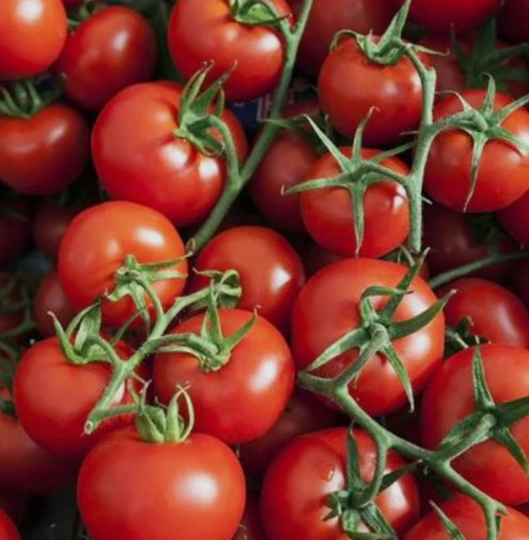 فروش گوجه فرنگی