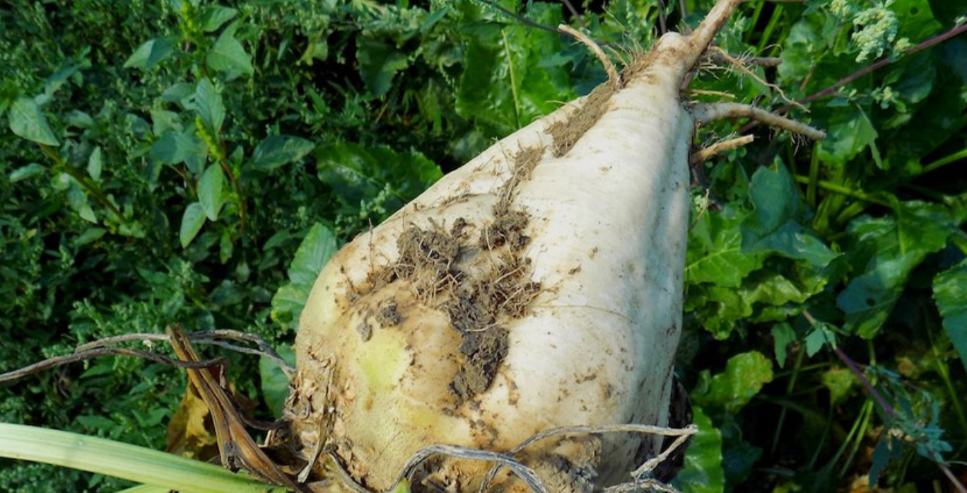 فروش چغندر قند