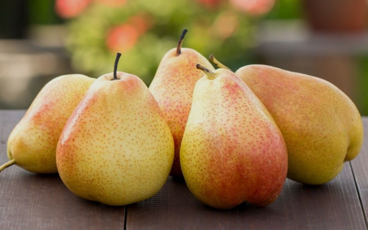 فروش نهال گلابی