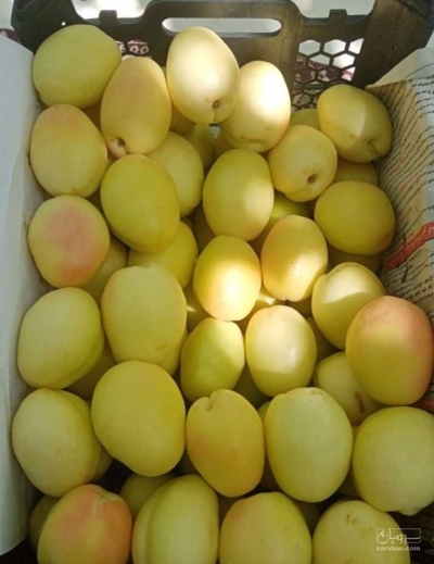 فروش زردآلو