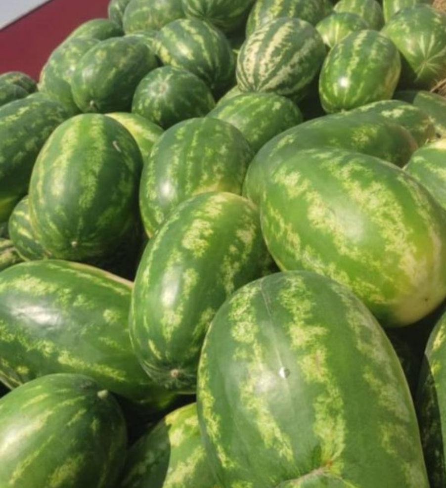 فروش هندوانه