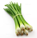 فروش پیازچه