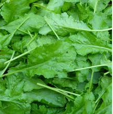 فروش شاهی - تره تیزک