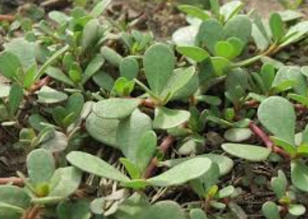 فروش خرفه (گیاه‌ دارویی)