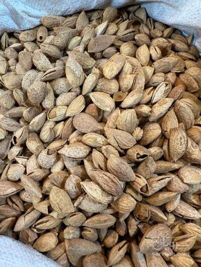 فروش بادام منقا آمریکایی