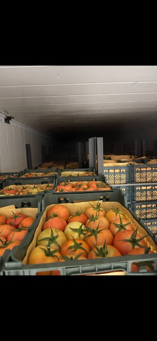 فروش گوجه فرنگی بروبیا صادراتی