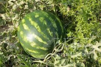 فروش هندوانه