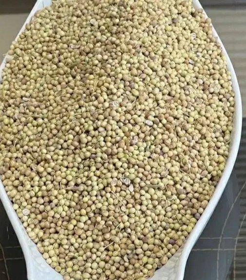 فروش تخم گشنیز (گیاه‌ دارویی)