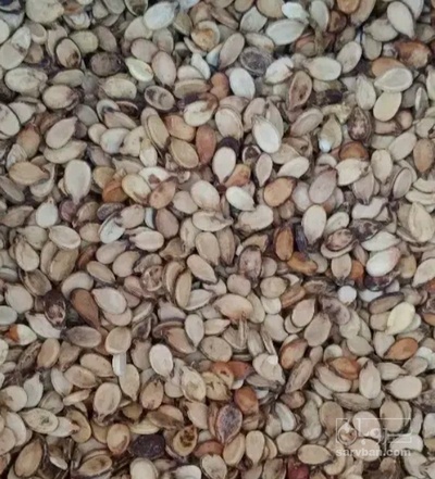 فروش تخمه هندوانه بو داده