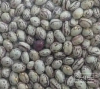 فروش لوبیا چیتی