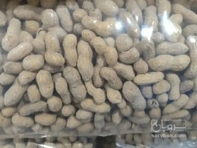 فروش بادام زمینی