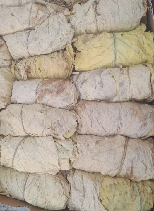 فروش تنباکو کوهی (گیاه‌ دارویی)