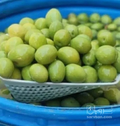 فروش زیتون بادامی